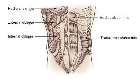 abdominal muscle anatomy 6 pack abs